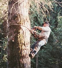 It will support the removal of trees, helping to restore open habitats or prevent damage to environmental features. Tree Services Free Estimate Alder Creek Tree Service