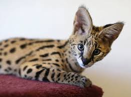 Cute savannah cat pictures, photos, and images for. Father Of Ezekiel Elliott Charged With Improperly Keeping Serval Cat