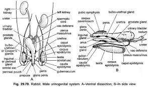 Reproductive System Of Rabbit With Diagram Chordata