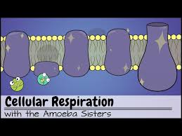 Cellular Respiration Updated