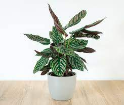 Low Light Indoor Plants Safe For Cats