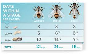 The Complex Life Of The Honey Bee Purdue Pesticide Programs