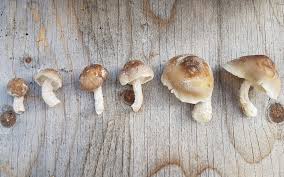 mushroom yield and biological