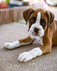 help my boxer puppy looks too skinny