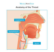 28 percent had a stubborn sore throat, and only 10 percent had trouble swallowing, the findings showed. Throat Cancer Symptoms Pictures Causes And Treatment