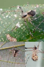 Ранее сообщалось, что гигантский крабовый паук упал на лицо жителя австралии, который проснулся незадолго до этого. Australomimetus Spinosus Pirate Or Cannibal S Australia