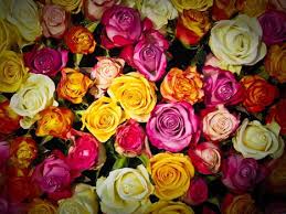 11 rose color meanings to help you pick