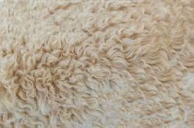 how to clean dog vomit from wool rug