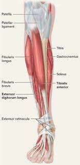 Tendons are inserted into the bones or the cartilage with the help of small spikes which are known as 'sharpey's fibres'. Tendons In Lower Leg Page 1 Line 17qq Com