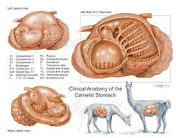 Clinical Anatomy Of The Camelid Stomach Sawchyn Medical