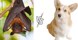are bats and dogs explained