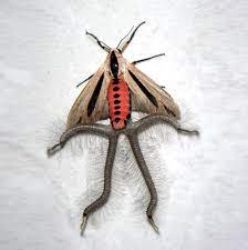 Самая страшная бабочка в мире имеет четыре большие щупальца | Пикабу