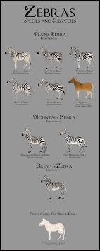 Pin By Arvilla Kay On Zebra Zebra Species Zebras Zebra