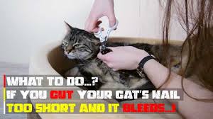 what to do if you cut your cat s nail