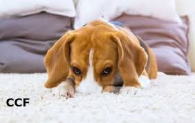 will carpet cleaning remove urine smell