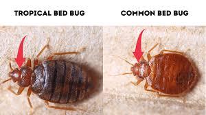 14 Bugs That Look Like Bed Bugs With