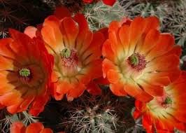 The state flower of arizona. Barrel Cactus Cactus Flower Arizona Cactus Flora Flowers