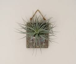 Timber Wall Mount With Air Plant