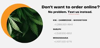 Check spelling or type a new query. Mississauga Milton Kw Cambridge Guelph Woodstock Weed Delivery