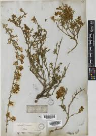 Genista januensis Viv. | Plants of the World Online | Kew Science