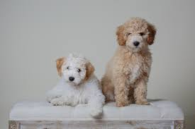 Teddybear goldendoodle with family raised puppies for sale in iowa, illinois and wisconsin. Iowa Wisconsin Goldendoodle Breeder