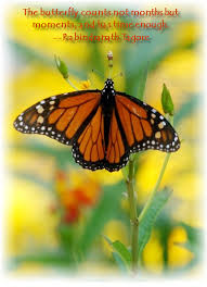 Butterfly Quotes Graphics and Gif Animation for Facebook via Relatably.com