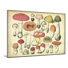 Vintage Mushroom Chart Wood Mounted Print Wall Art By Vision Studio