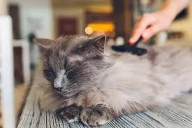 Matted fur is a condition that occurs mostly in longhaired cats when their fur becomes knotted and entangled. Cat Shedding Why Cats Shed What You Can Do To Manage The Mess Daily Paws