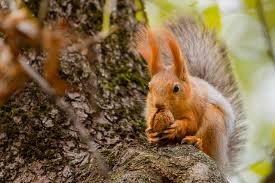 What Do Baby Squirrels Eat Pet Comments