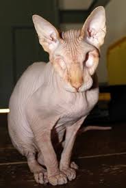 If you love hairless cats and kitties ( sphynx cats) as much as we do like this page! Hairless Eyeless Cat Named Jasper Is A Viral Internet Star People Com
