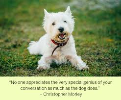 An animal's eyes have the power to speak a great language. 100 Of The Best Dog Inspired Quotes Puppy Leaks