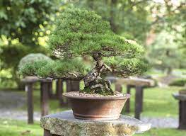how to grow and care for pine tree bonsai