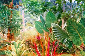 tropical garden in melbourne