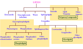Timeless Classification Of Lipids Flowchart Eicosanoids Flow