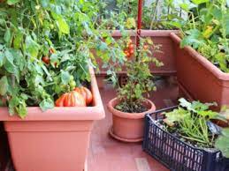Southwest Container Gardening Growing