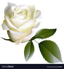 white realistic rose flower and leaves