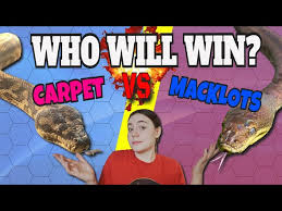 macklots python vs carpet python