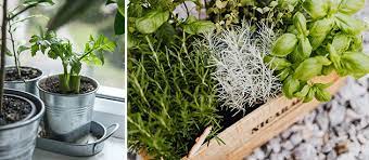Start Your Own Herb Garden Today