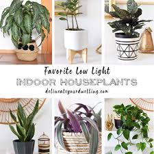 15 Of My Favorite Low Light Houseplants