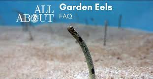 all about garden eels faq and photos