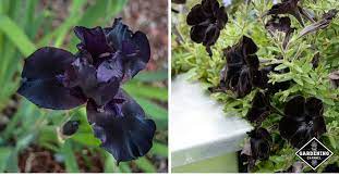 black flowers for your garden
