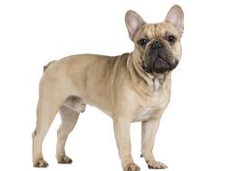 Bulldogs are cute and friendly, their wrinkled faces make us want to squish them all around. French Bulldog Facts And Information Petcoach