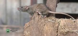 how to get rid of rats outside without