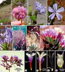 Plumbaginaceae - an overview | ScienceDirect Topics