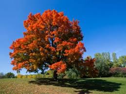 tips information about maple trees