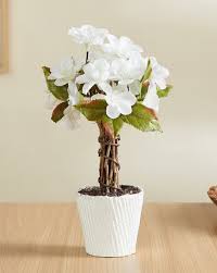Buy White Gardening Planters For Home