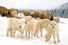 what-is-the-life-expectancy-of-sheep