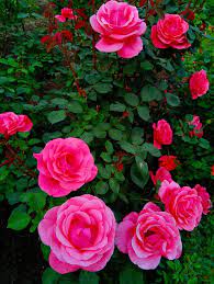 pink flowers garden flower rose