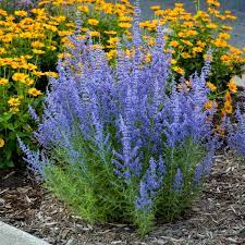 Flowers perennials plants outdoor spaces planning gardening. Statuesque Perennials For Zone 5 6