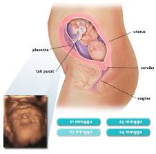 Fase perkembangan janin bayi dalam rahim ibu usia 1 2 3 bulan dan perkembangan janin trimester ketiga usia 7 8 9 bulan. Kedudukan Bayi Dalam Kandungan 5 Bulan